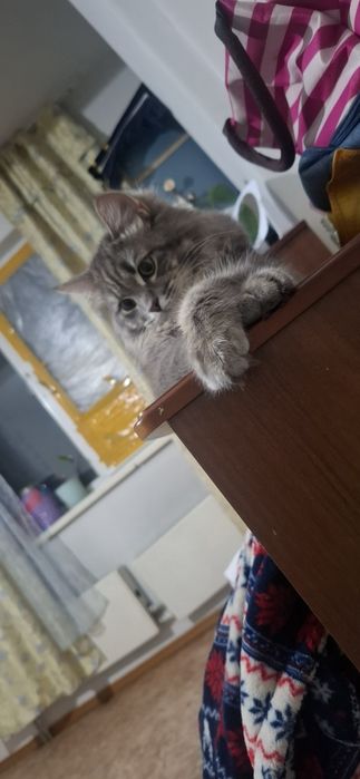 Кот мейн кун пароды
