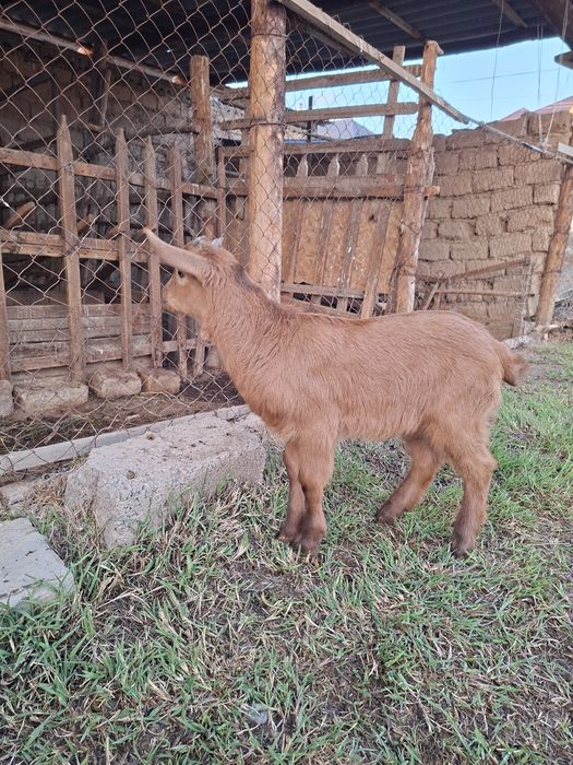 Лақ, занен, ешкі