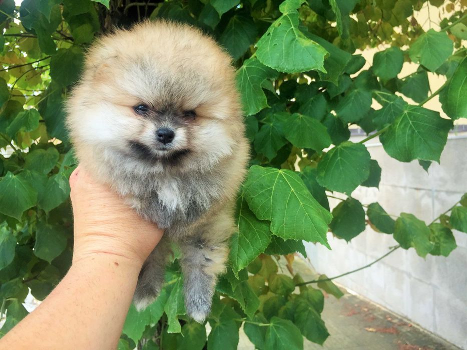 Померан мини Померанчета