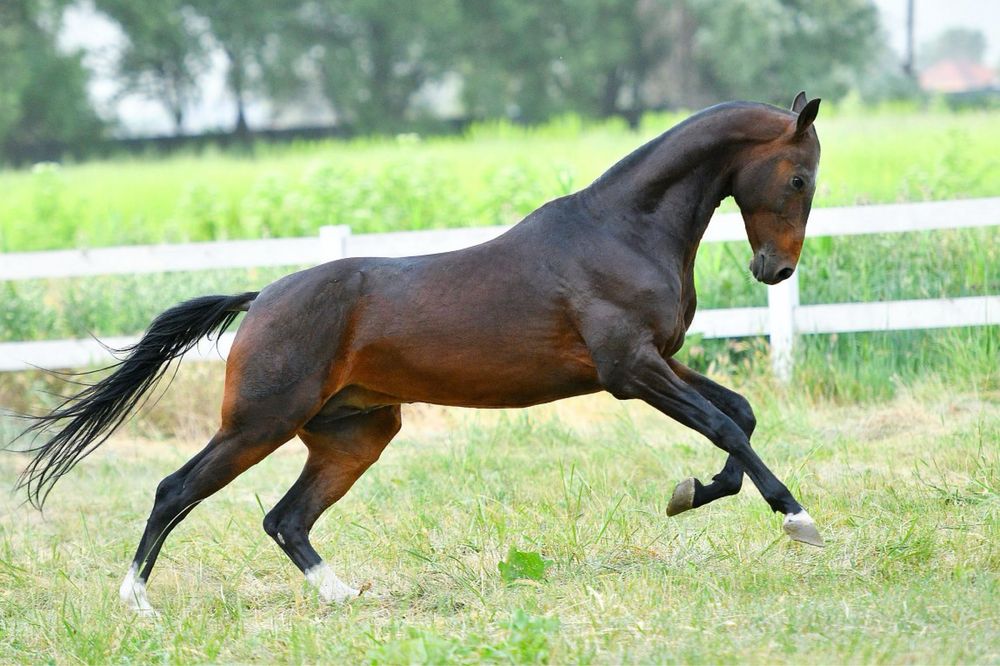 Ахалтекинский жеребец