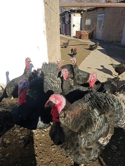 Индюки продаются!