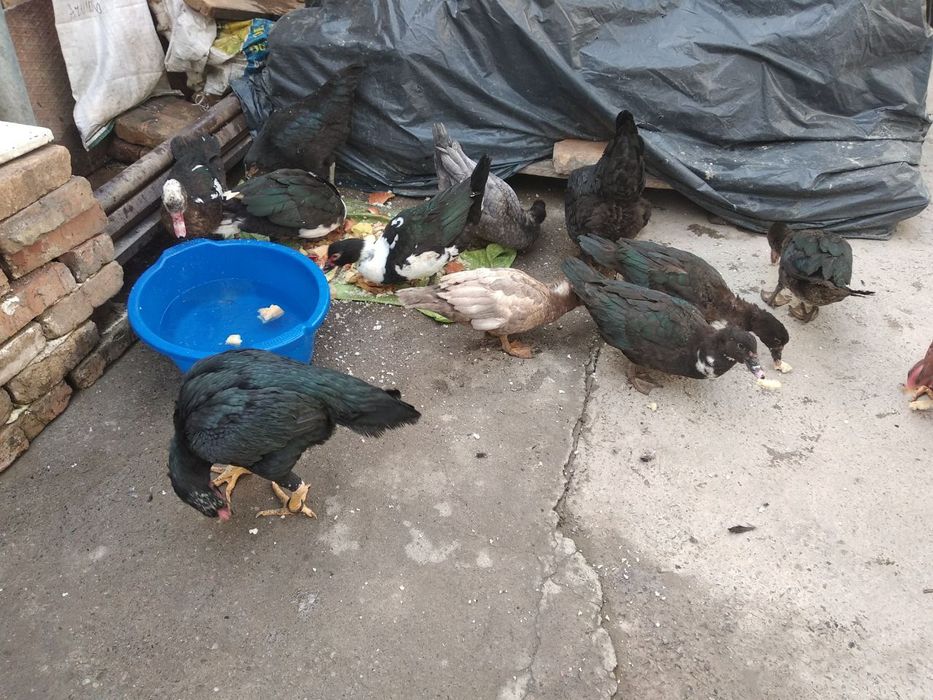 Срочна урдак товук сотилади далада бокилга тхумга якин касали йуп