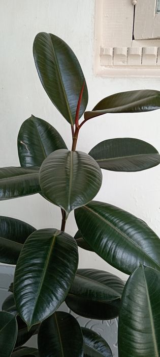 Qora shaxzoda alohida sotiladi 2ta