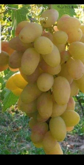 Vând butasi vita de vie altoită și hibrid
Soiuri de masa
- Muscat de H