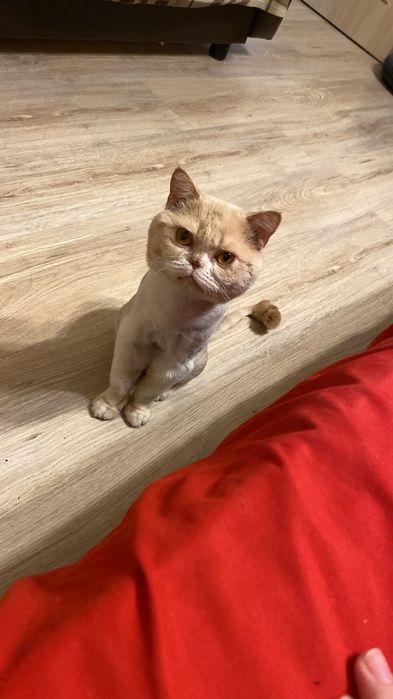 Отдам британского кота