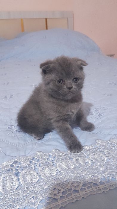 Продаются котята Британские Веслаухие