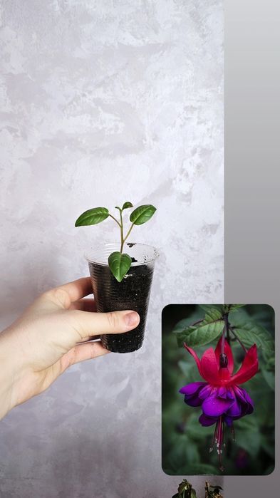 В продаже фуксия