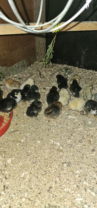 Vând pui gaini  de casa