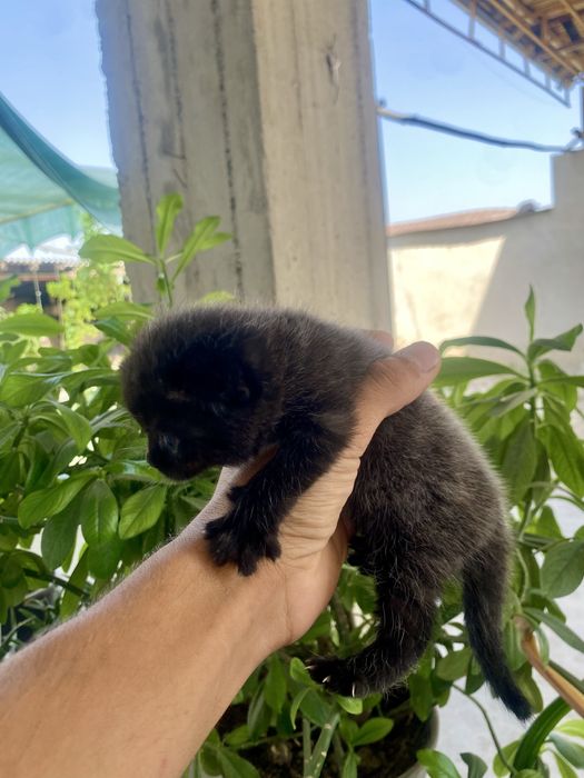 Skotish fold va strayt sotiladi