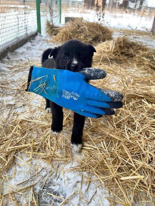 Собачки в поиске дома