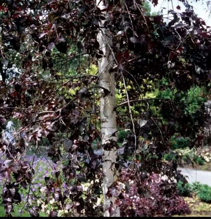 Червенолистна бреза royal frost в саксия