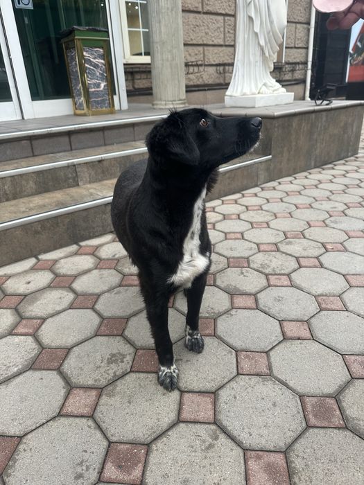 Найдена собака в центре города девочка