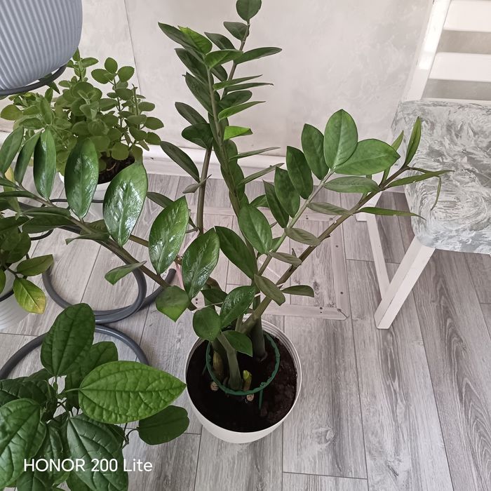 Продам женское счастье