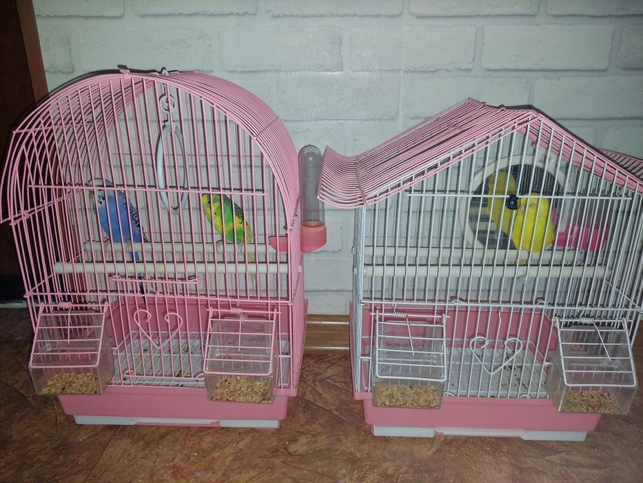 Продам папугайа.