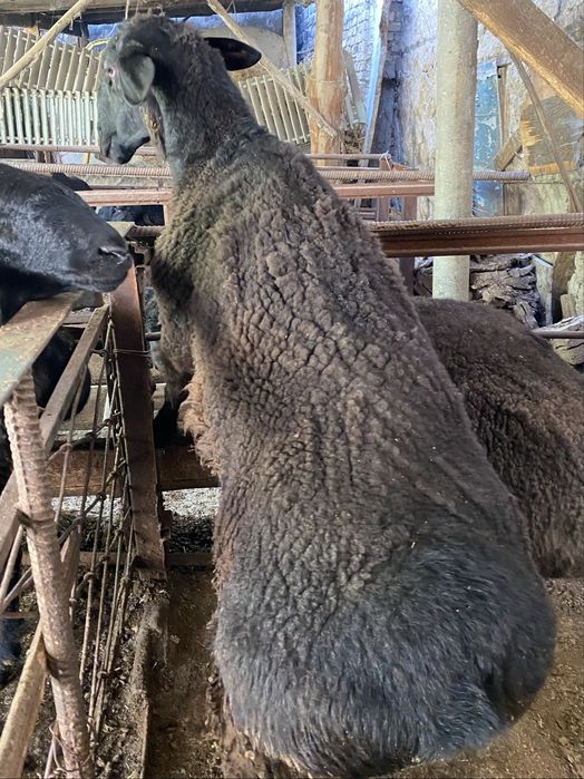 Кой чорвачилик, ОПТОМ.