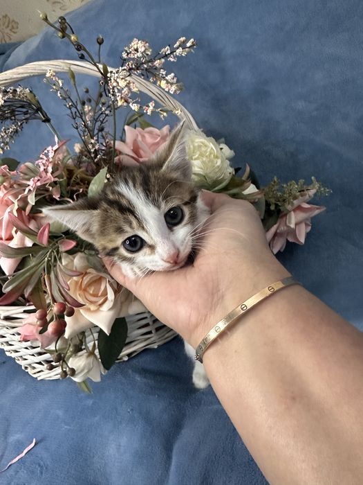 Отдам котят в добрые руки