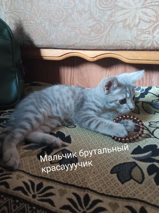 Шотланцы скотиши