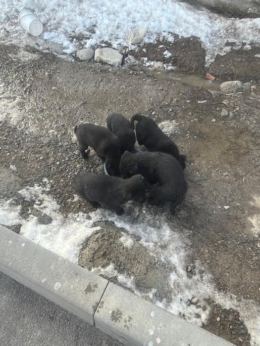 Щенки на выбор общий 8 щенков