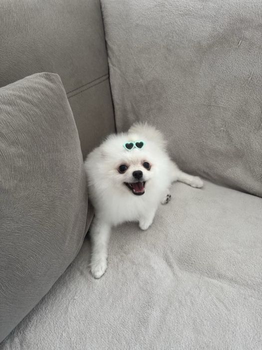 Sniper Wolf Pomeranian Sssniperwolf Обяви за Кучета