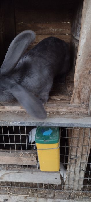 Vand urgent iepuri berbec german si fluture  german