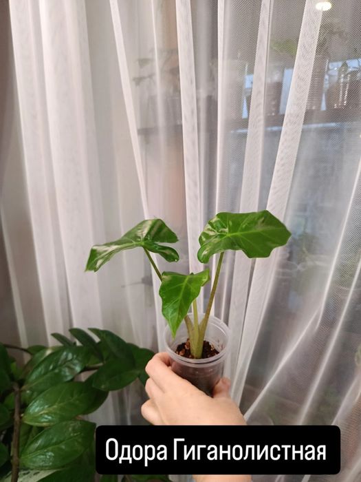 Продам комнатные цветы разные