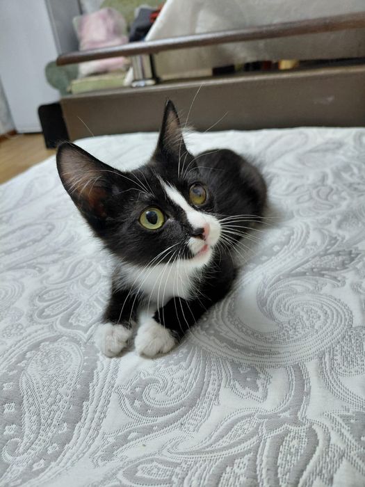 Отдам котенка девочку
