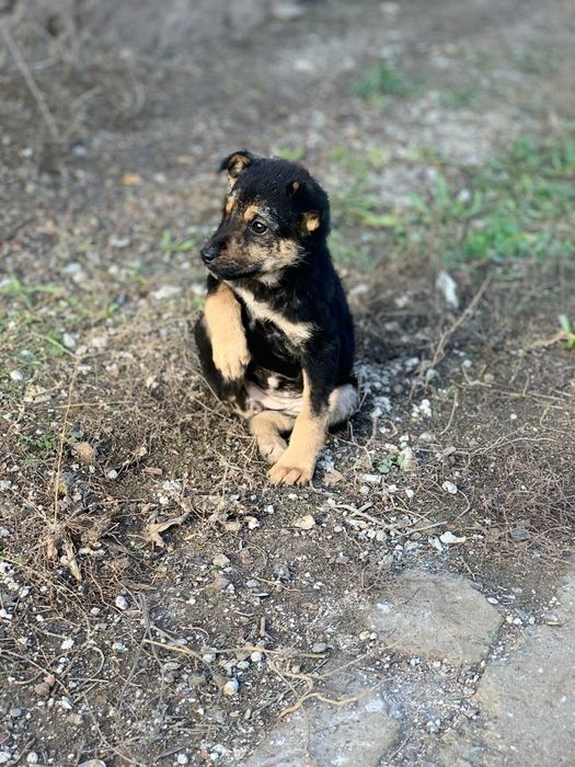 Пристраивается щенок