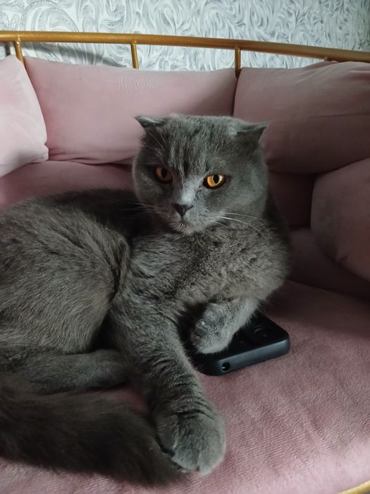 Отдам кошку в добрые руки