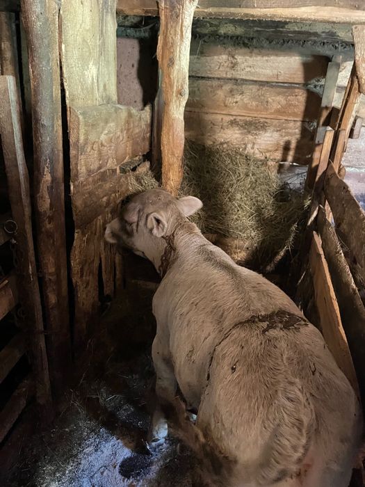 vand un bouc de o luna