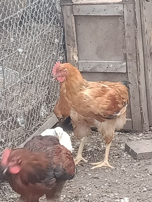 Молодые  петушки