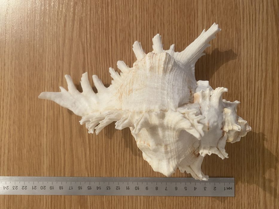 Ракушка морская Чихориус Рамосус