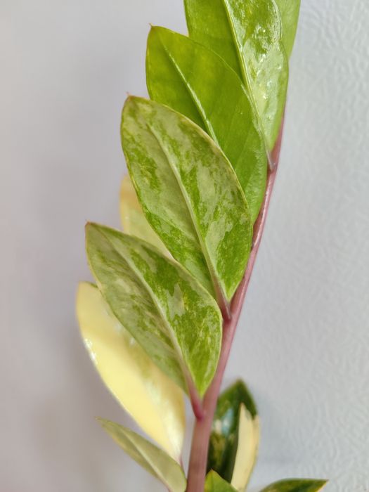 Замиокулькас вариегатный