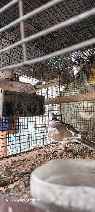 DISPONIBILI  se dau toți 4 Perechi  .mai am și 2 perechi Turturele