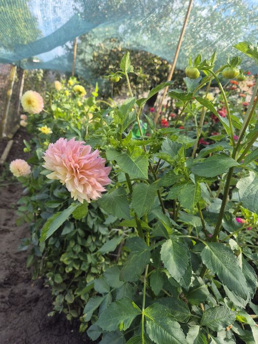 ДАЛИЯ, грудки . Йонотера