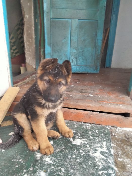 Продам щенка немецкой овчарки  5 месяцев