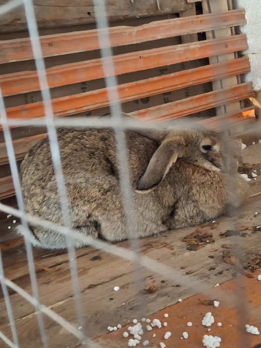 Қоян сатылады Великан ургашы