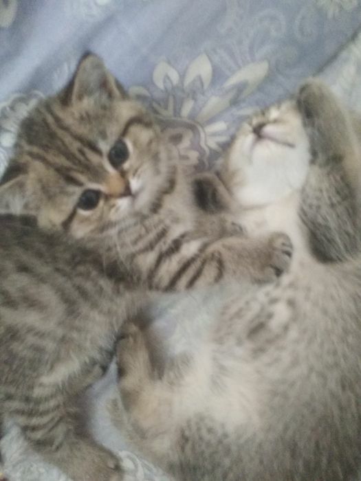 Шотландские котята