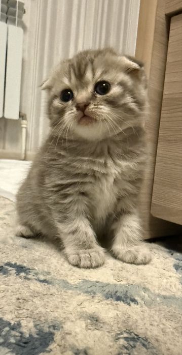 Котята шотландские