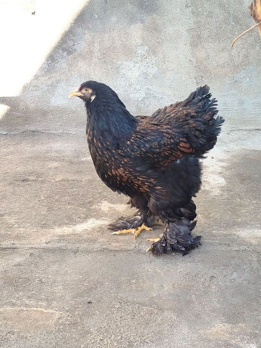 Brama Zolota 4 dona tovuq lari