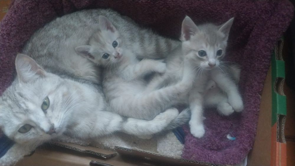 Котята в добрые руки