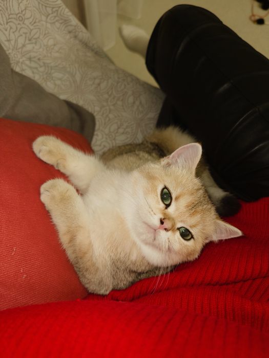 Золотая шиншила, шкоттиш стрейт