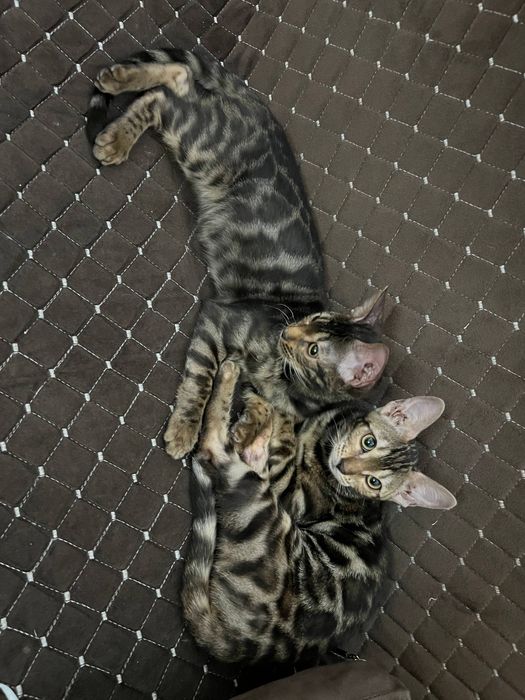 Бенгальский чисто кровный