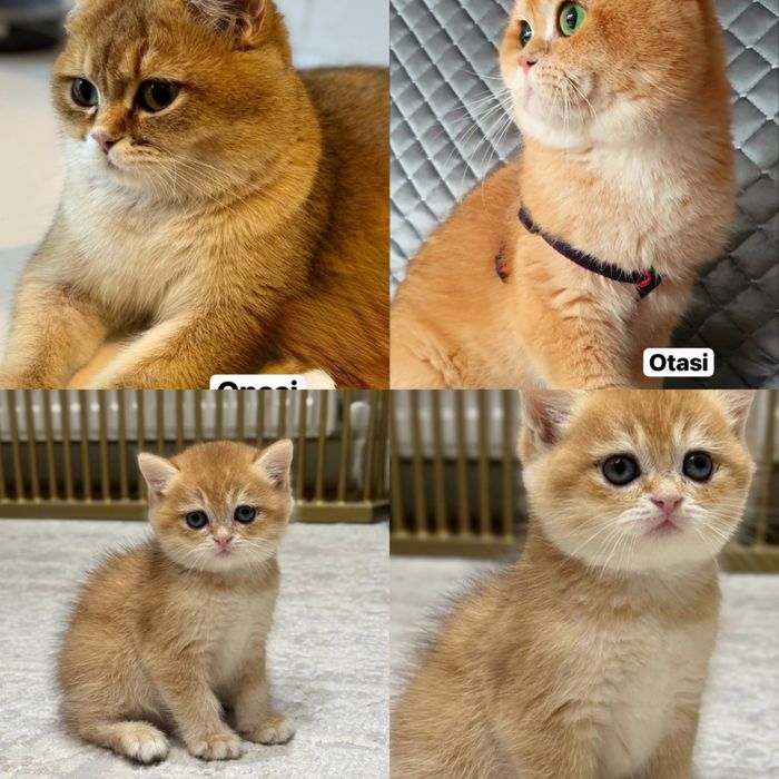 Zolotaya shinshilla ny12 bri o'g'il 1 yarim oylik sog'lom