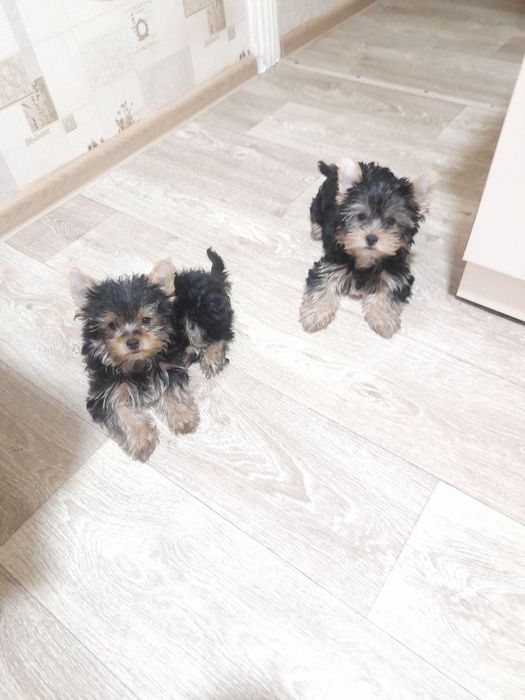 Продаются щенки йоркширского терьера