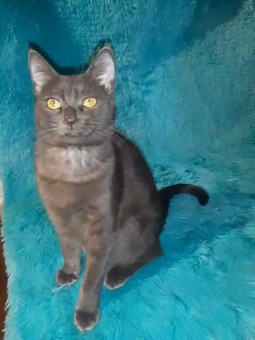 Котенок-подросток в добрые руки