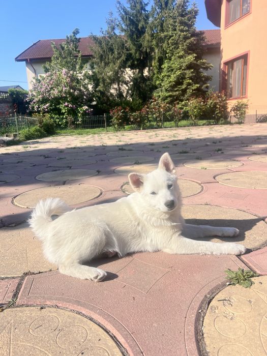 Mascul spitz superb !