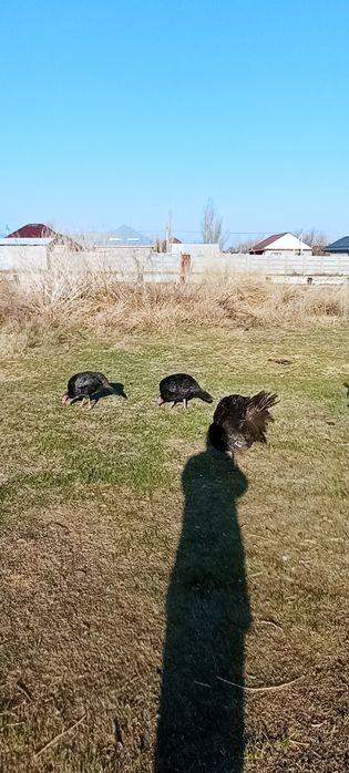 Продаются индюшки