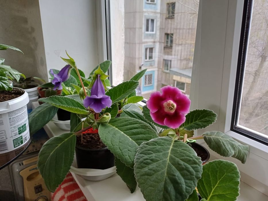 Продаются различные цветы