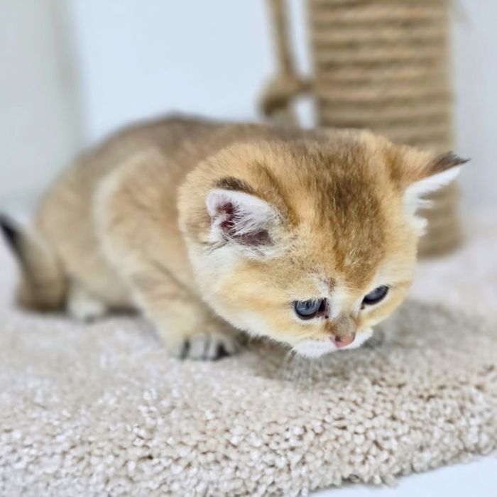 Девочки и мальчики бриташки