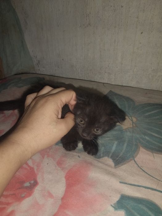 Вислоухие котята